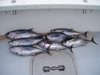 7-15 - Yellowfin tuna to 40 pounds caught in the Wilmington Canyon.