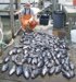 Limit catch of sea bass with nearly two dozen 3+ pound fish.